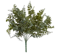 Mahogany Fern Bush - 18"