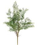 Maidenhair Fern Bush - 27"