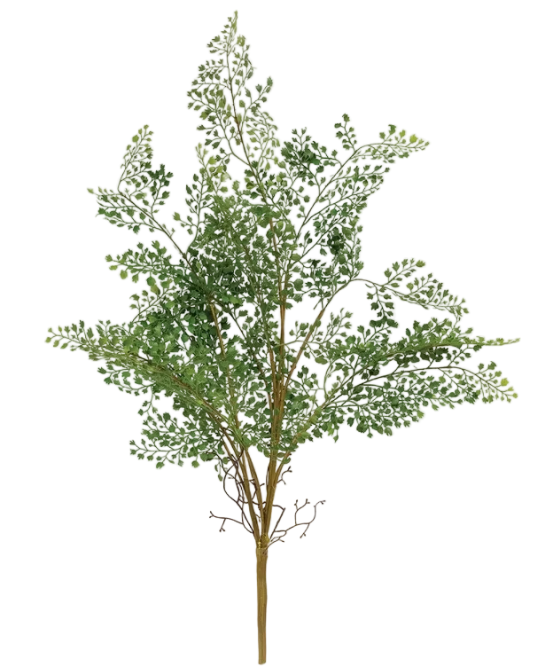 Maidenhair Fern Bush - 27"